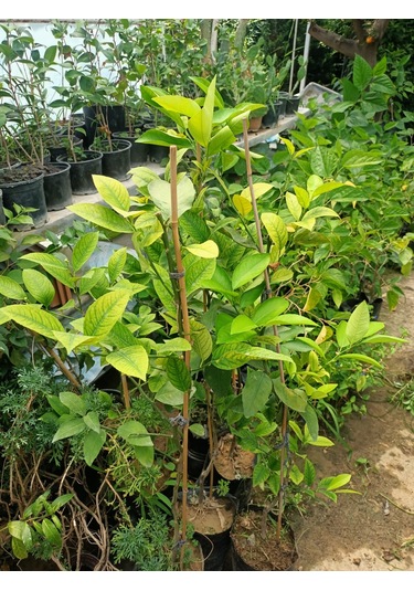 Yeşil Deniz Fidancılık Tüplü Yediveren Limon Fidanı 100-150 Cm