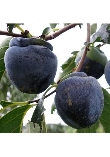 Özel Tür Tüplü Ve Aşılı Black Siyah Trabzon Hurma Fidanı