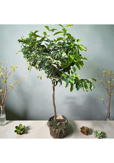 Hemen Meyve Veren Dev Boy Limon Ağacı Fidanı 150 Cm Saksılı, 7 Yaş