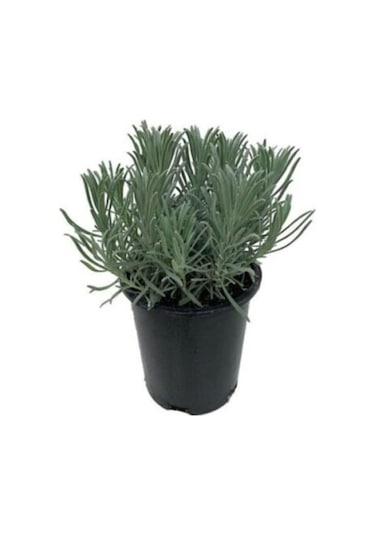 Plum Moru Köklenmiş Lavanta Fidanı 2 Adet 10-20 Cm Intermedia