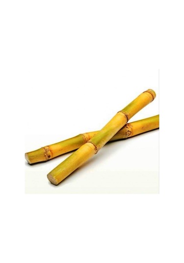 Y-Karides Yuvası Ve Üretim Kamışı 5 Ad 8 CM