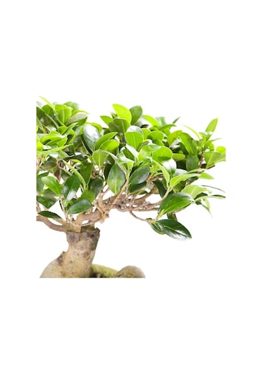 Ficus Ginseng Bonsai 20-30 Cm