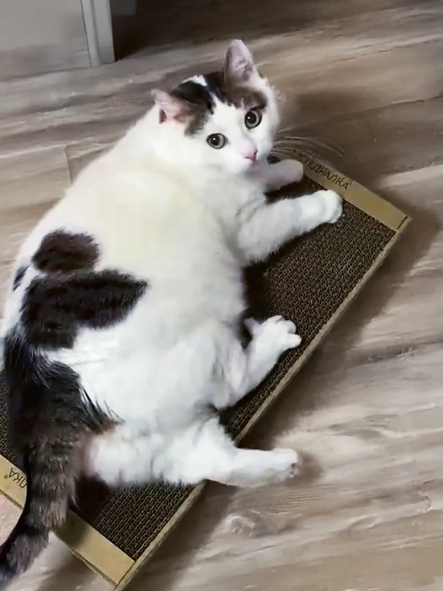 Kogtedralka Tekerleme Etkli Karton Kedi Tırmalama Tahtası, Yer Tipi Tırmalama Tahtası 23790688