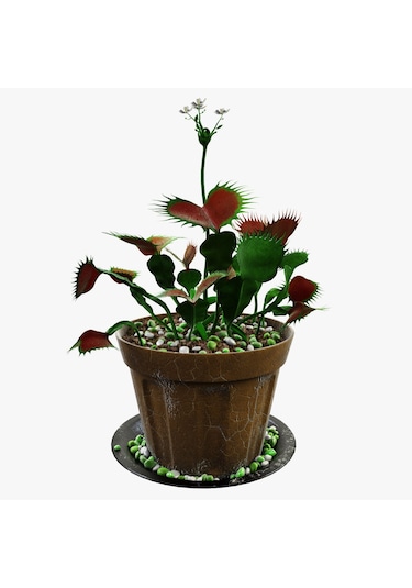 Venus Fly Trap + Nepentes Etobur Bitki Tohumu Etçil Sinek Kapan