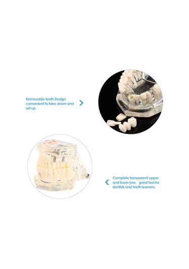 Samdoo Diş Sağlığı Eğitim Modeli: Şeffaf, Ayrılabilir Mandibula Ve Maksila - Diş Yapısı Ve İmplantasyon Öğretimi Çok Renkli