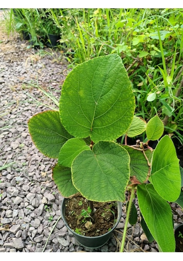 Yeşil Deniz Fidancılık Tüplü Yalova Kivi Fidanı 50-100 Cm Dişi