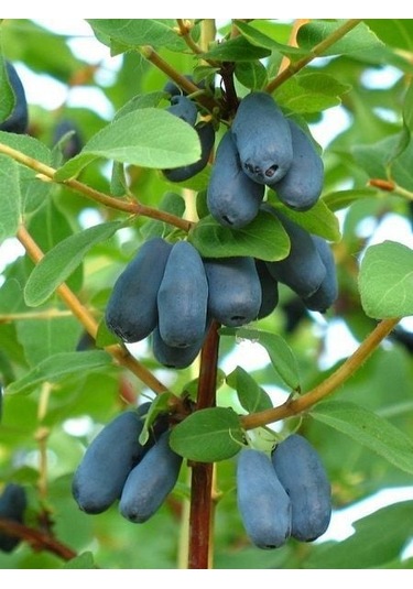 Bal Yemişi Honeyberry Fidanı