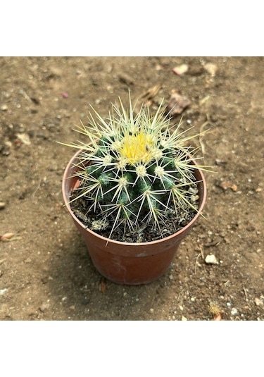 Echinocactus Grusonii - Altın Fıçı Kaktüsü 8 Lik Saksıda