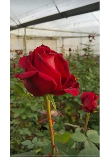 Mercan Kırmız Gül Fidesi 10-20 Cm