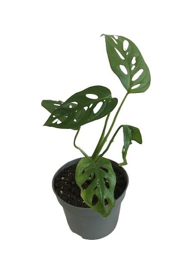 Mini Boy Monstera Monkey Mask 25 Cm