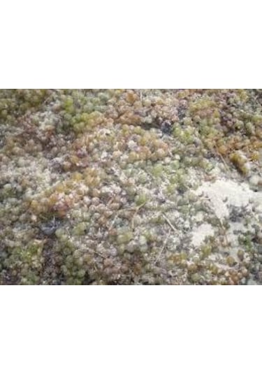 Pekmez Toprağı 1 Kğ