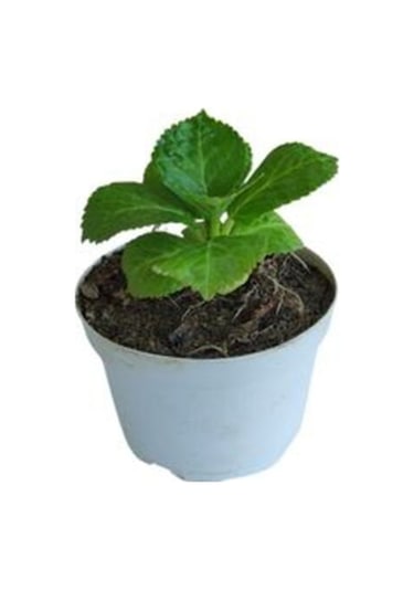 Pembe Renkli Mini Ortanca Çiçeği 1 Adet Saksılı 5-10 Cm İ/dış Mekan Bitkisi