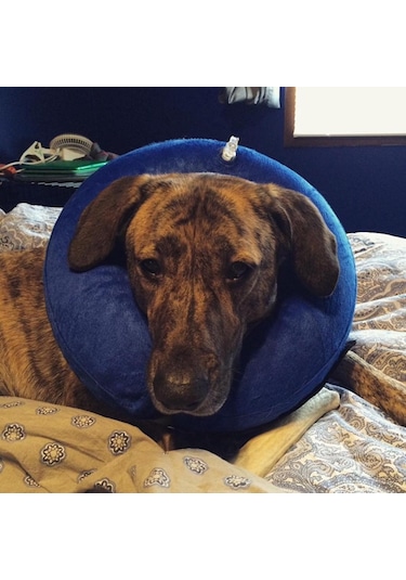 Homyl Şişme Kedi Köpek Tasması Elizabeth Yakasına Alternatif