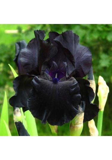 Siyah Renk Iris Süsen Çiçegi Soganı