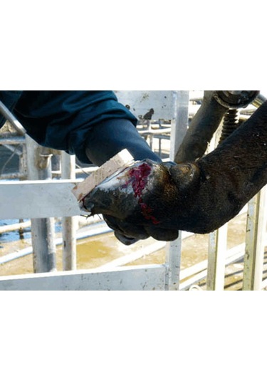 Sığır Tırnak Takozu Ahşap Blok