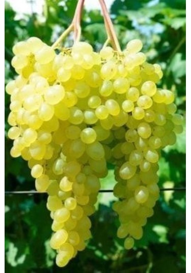 K-7 Çekirdeksiz Yeşil-sarı Üzüm Fidanı 1-2 Yaş Arası Tüplü