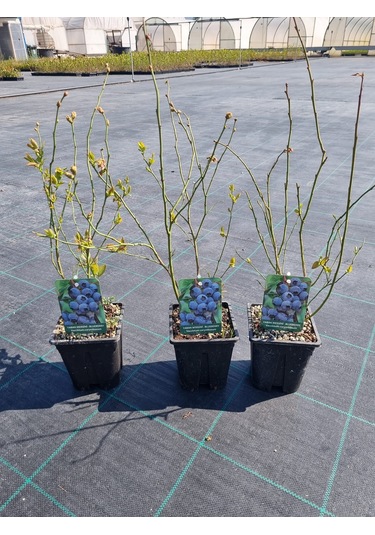 Yaban Mersini Blueberry 3 Yaş