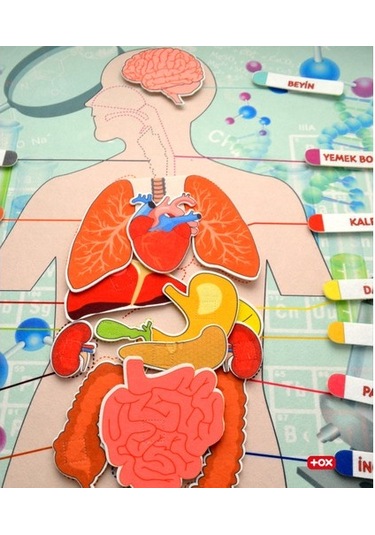 Tox iç Organlar Sistemi Keçe Duvar Panosu . Eğitici Oyuncak