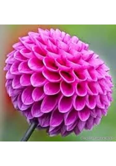 10 Adet Yıldız Çiçeği Tohumu Karışık Dahlia Yıldız Çiçek Tohumu S N114144