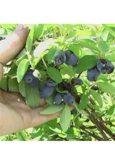 Bal Yemişi Fidanı 2 Adet