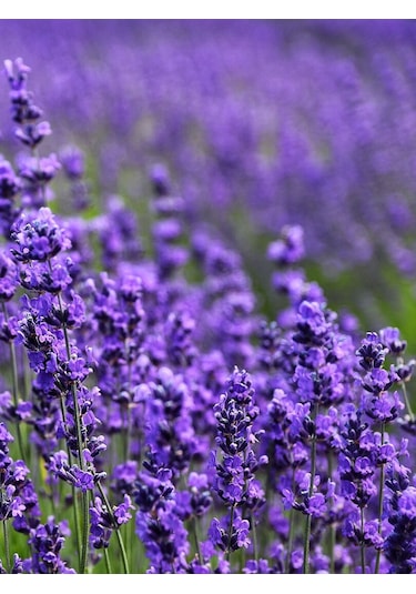 Aysenin Lavanta Hidrosolü / Lavender Hydrosol Lavandula Angustifolia 500 ML