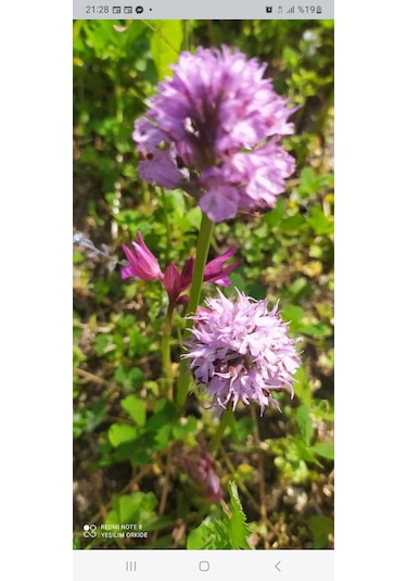 Dogal Salep Fidanı 25 Adet