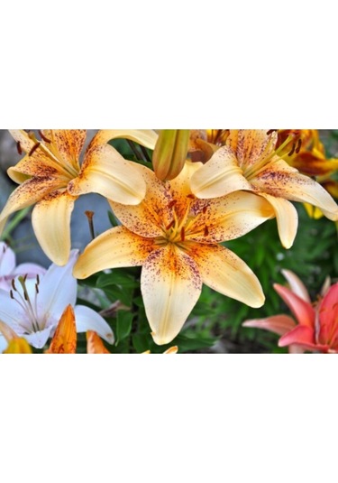 2 Adet Somon Renk Kokulu Zambak Lilyum Çiçek Soğanı