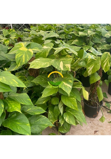 Scindapsus Aureum Bitkisi Sarmaşık 60cm