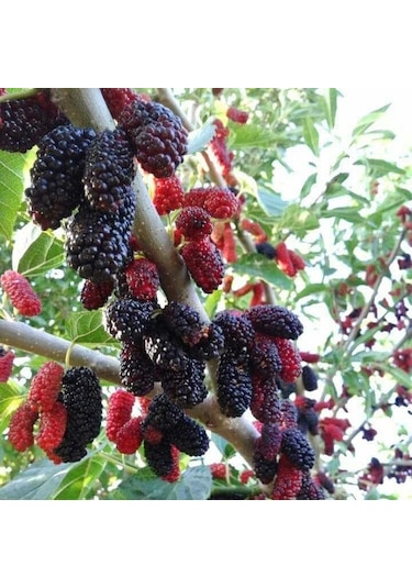 Tüplü Yediveren Siyah Avustralya Dut  Fidanı