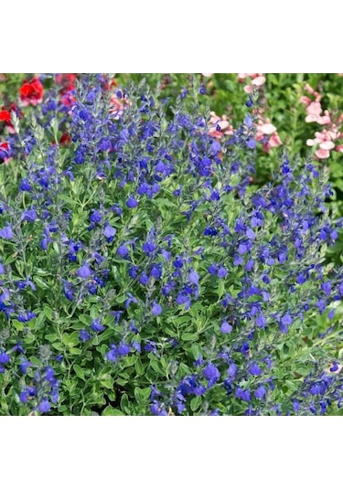 Mavi Süs Adaçayı 3 Adet - Salvia Microphylla Blue Monrovia
