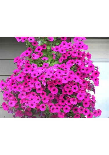 Petunya Çiçeği Tohumu 20 Tohum Çiçek Tohumu + Tohum