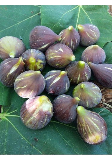 Tüplü 2 Yaş Siyah Orak İncir Fidanı Patlıcan Boy 120-150 Cm