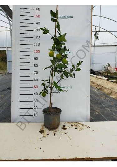 4 Yaş Mayer Yediveren Limon