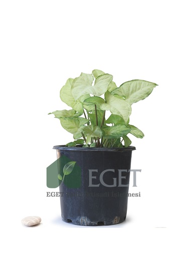 Melek Kanadı Çiçeği Syngonium Podophyllum - 3 Lt Saksıda