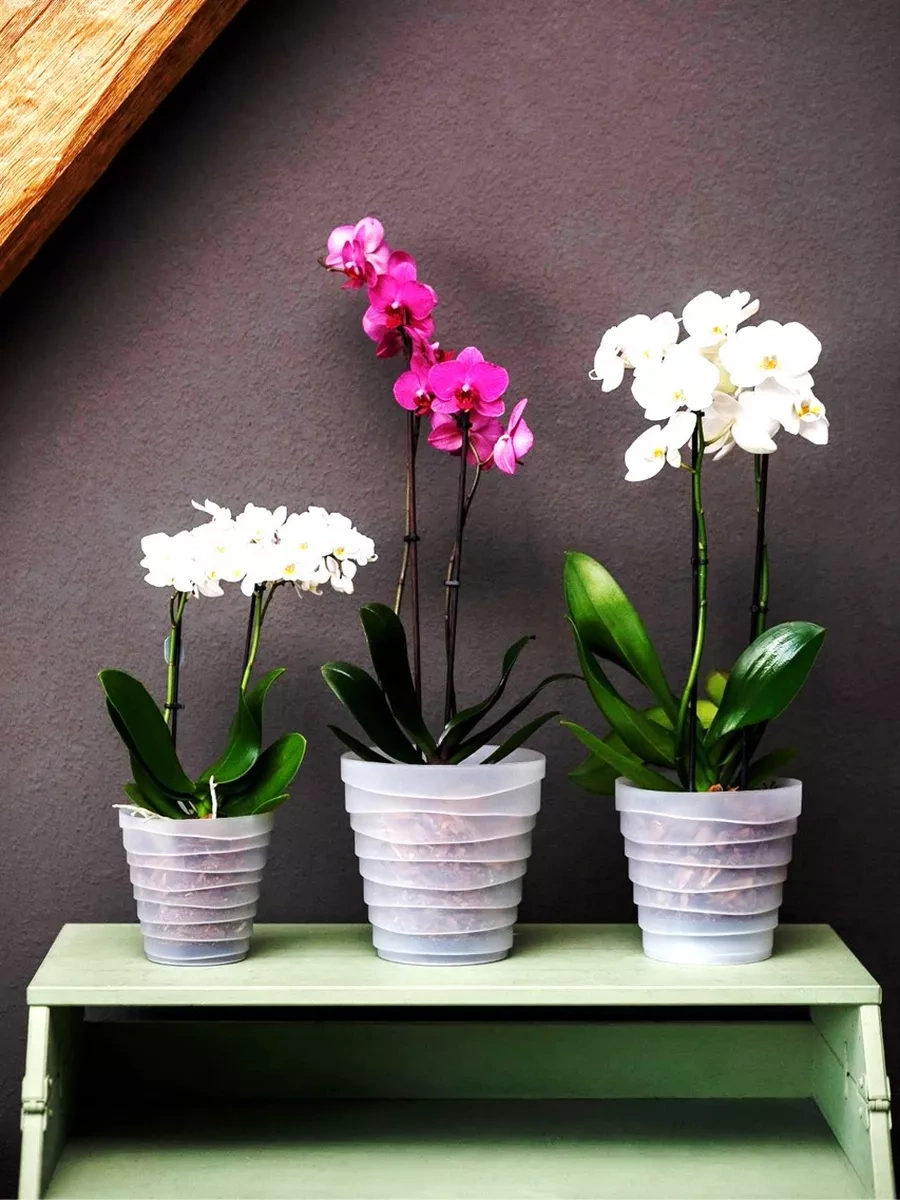 La Decoro Orkide Saksısı, Orkideler İçin Saksı, Orkide Saksıları 225950724