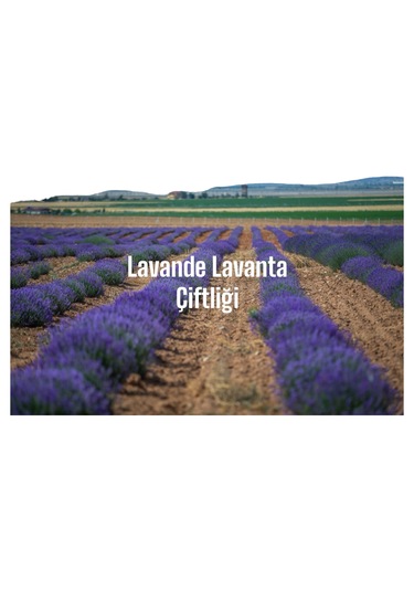 Doğal Lavanta Sirkesi 500 Ml L.angustifolia - Tıbbi Lavanta