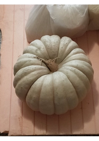 Doğal Kışlık Balkabağı 20 Ad Tohum