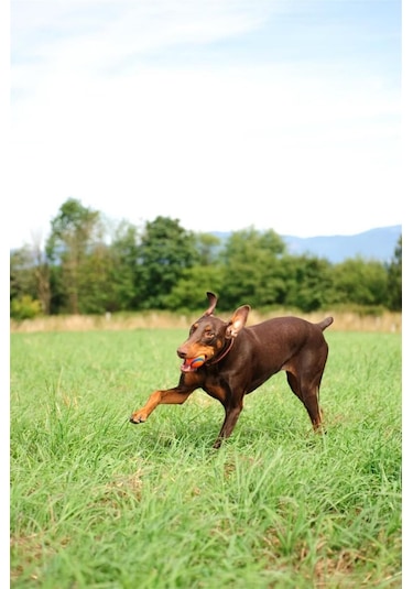 Chuckit Ultra Ball 2'li Köpek Oyun Topu Küçük Boy