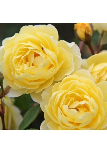 Tüplü Aşılı Yediveren Katmerli Lemon Fc Masal Gülü Fidanı