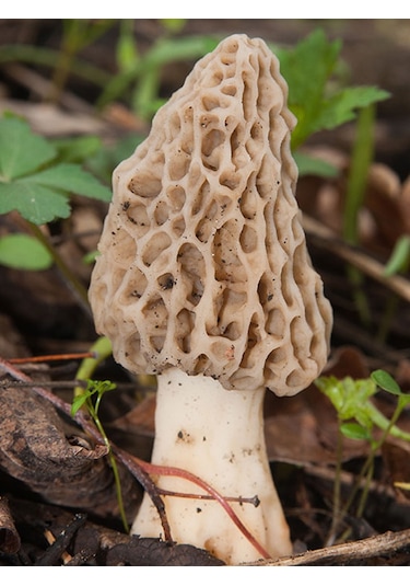 Kuzu Göbeği Mantarı Sıvı Miseli Mantar Miseli Tohumu 30cc