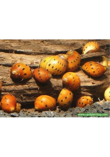 Benekli Nerite Salyangoz 1 Adet