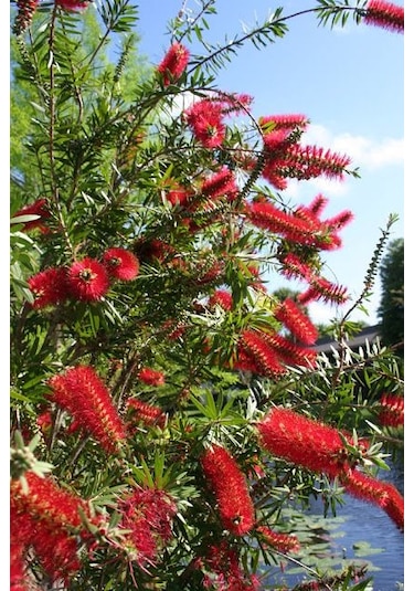 Fırça Çalısı Callistemon 10 Adet 80-100 Cm Çiçekli Peyzaj/çit B