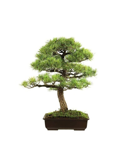 Nadit Ithal Bodur Supressus Bonzai Ağacı Tohumu Ekim Seti 5 Tohum Saksı Toprak Kombin