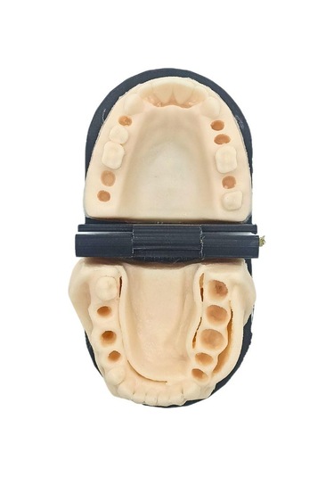 Barışhan Medikal Silikon Çene Diş Dikiş Modeli Ortodontik Alt Üst Çene Periodontal Sütür Eğitim Modeli-1