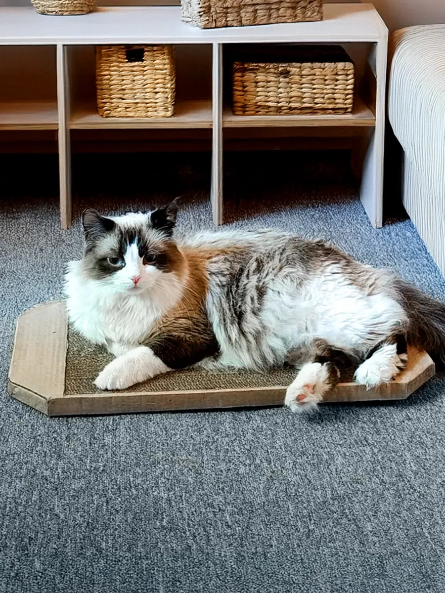 Pangur Büyük Karton Gommalı Kedi Tırmalama Ve Dinlenme Yatağı 49983084