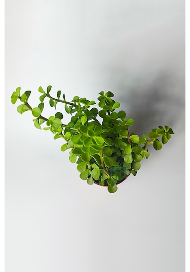 Fil Azığı Portulacaria Afra Para Çiçeği 8.5 Saksıda