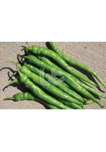 Biber Tohumu Demre Sivrisi 25 GR 3000 Adet Tohum