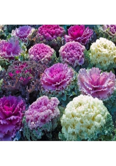 35 Adet Tohum Organik Hobi Bahçe Saksılık Lahana Çiçek Tohumu Süs Lahanası Balkon Çiçekleri Tohumu