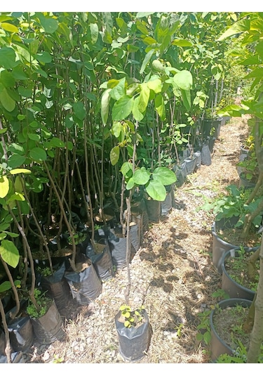 Yeşil Deniz Fidancılık Tüplü Eşme Ayva Fidanı 100-150 Cm