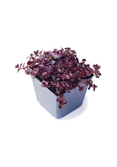 Kırmızı Sedum 15 Adet - Yer Örtücü Çok Yıllık Bitki
